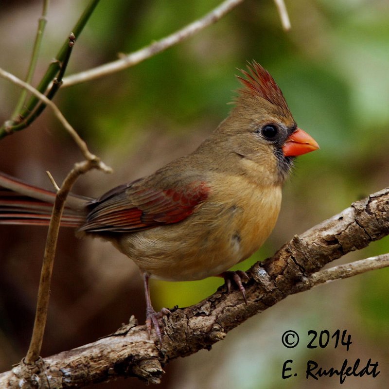 20Dec-CBC 474.jpg - Northern Cardinal female